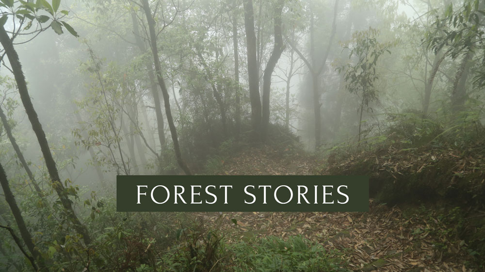 Forest Stories – 7 Tales from far-away lands | Healing Forest