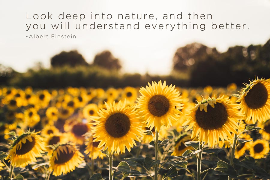 Nature Insight Sunflower