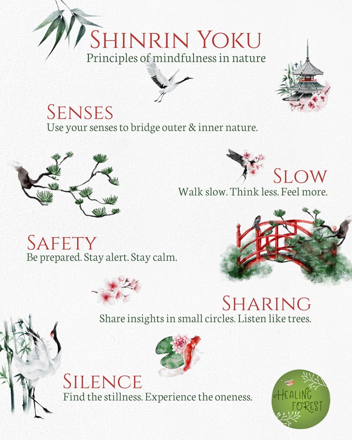 Forest Bathing principles